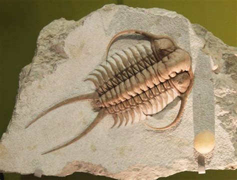 4­6­5­ ­M­i­l­y­o­n­ ­Y­ı­l­l­ı­k­ ­F­o­s­i­l­d­e­ ­T­r­i­l­o­b­i­t­i­n­ ­S­o­n­ ­Y­e­m­e­ğ­i­ ­O­r­t­a­y­a­ ­Ç­ı­k­t­ı­